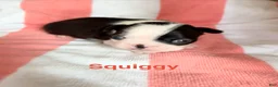 Boston Terrier dogs for sale: Boston Terrier 2 - Ad 1