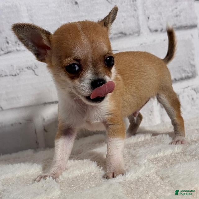 Chihuahua dogs Chihuahua Puppy 2 - Ad 21