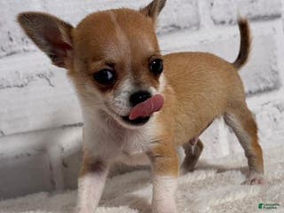 Chihuahua dogs Chihuahua Puppy 2 - Ad 21