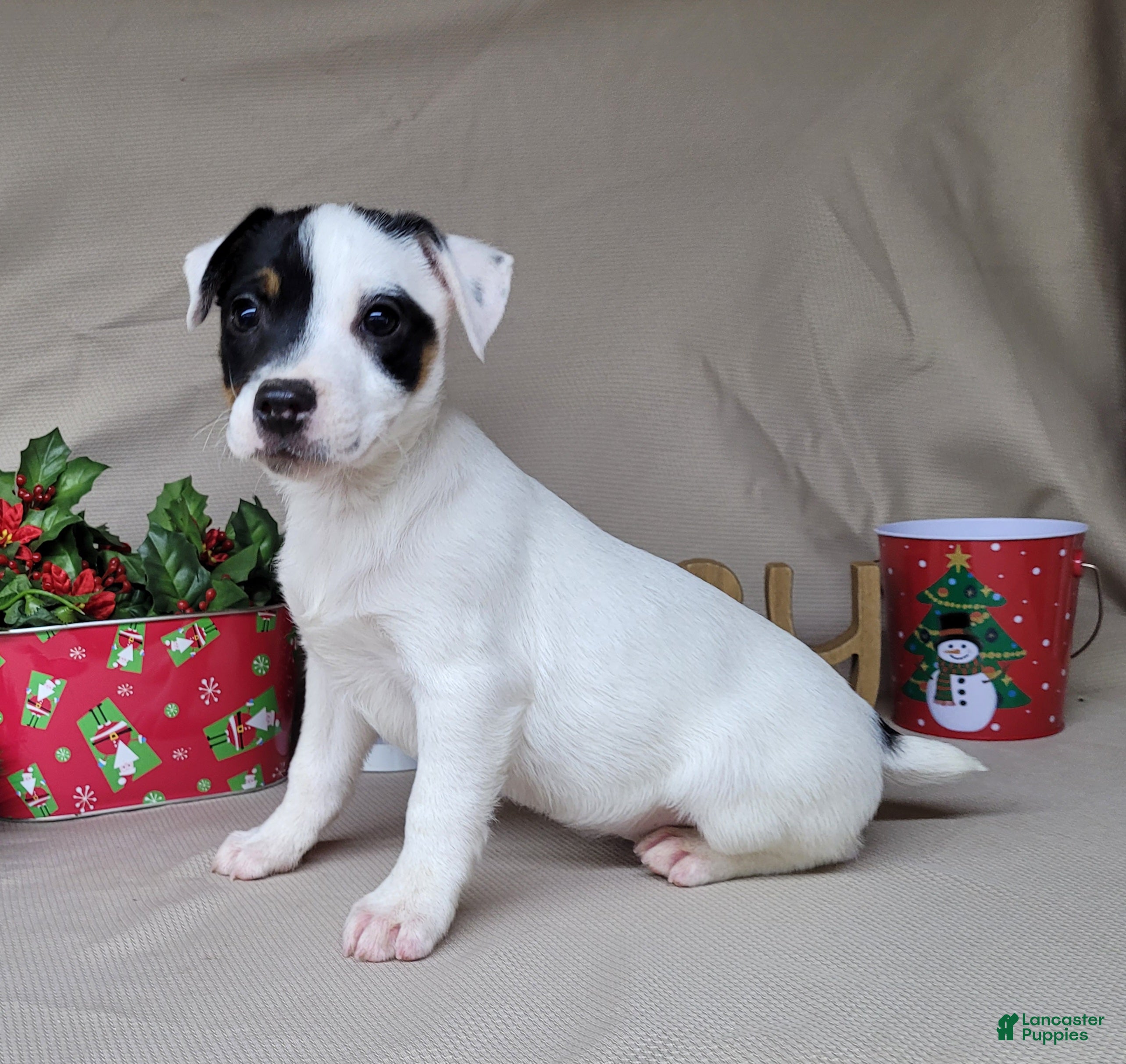 Jack Russell Terrier dogs "FIRE" of Westfork  - Ad 8