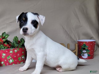 Jack Russell Terrier dogs for sale: "FIRE" of Westfork - Ad 2