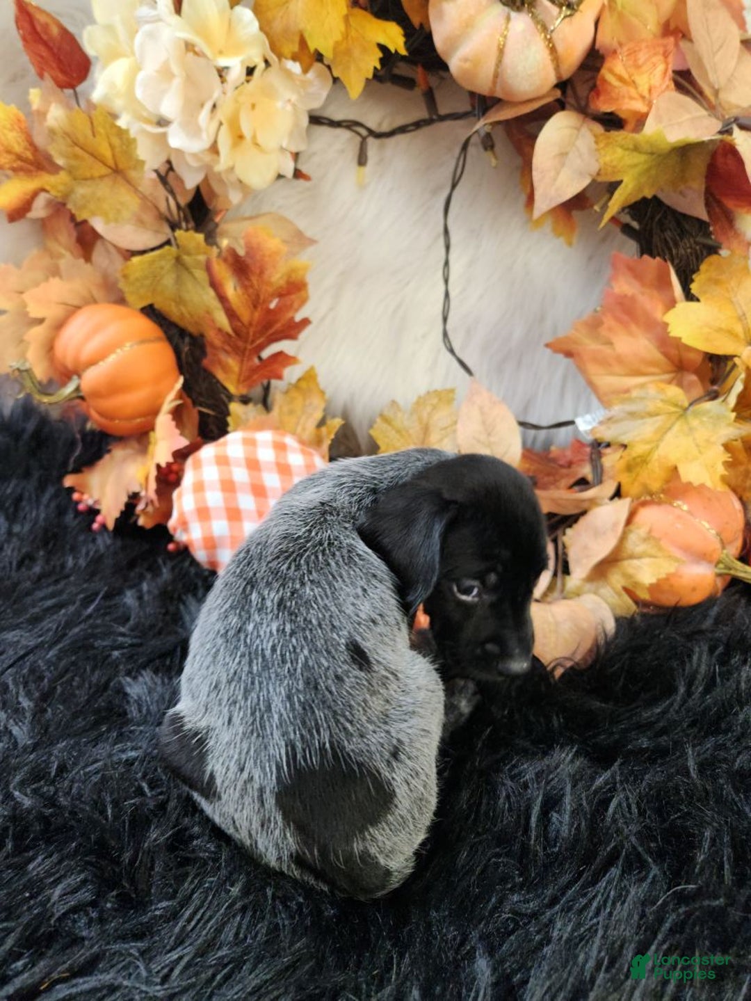 German Shorthaired Pointer dogs for sale: German Shorthaired Pointer litter of 3 puppies - Ad 8