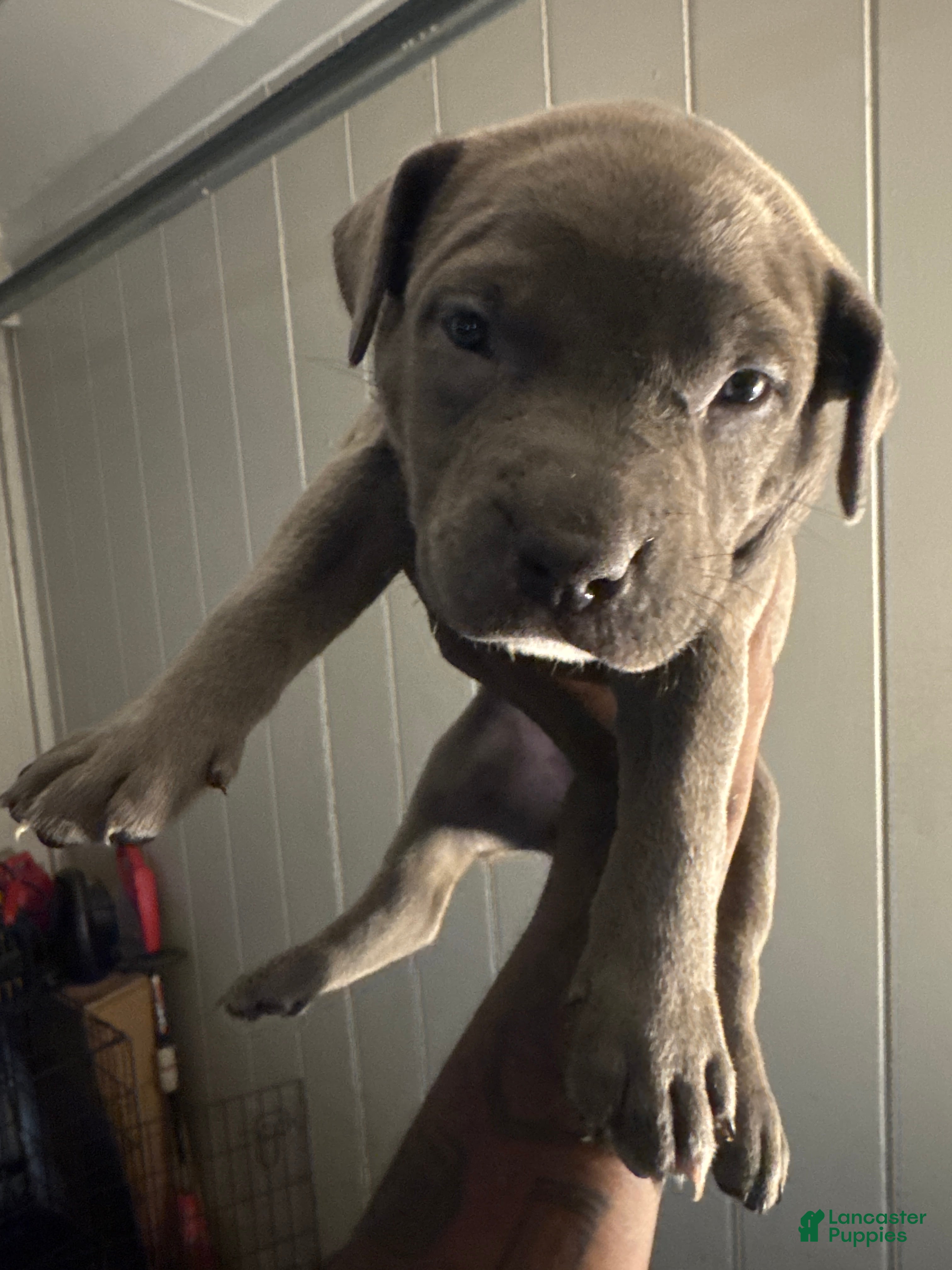 Mixed Breed dogs for sale: Azure’  - Ad 2