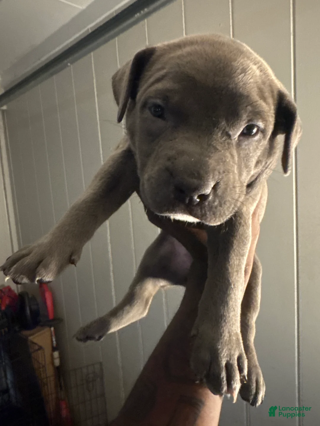 Mixed Breed dogs for sale: Azure’  - Ad 1