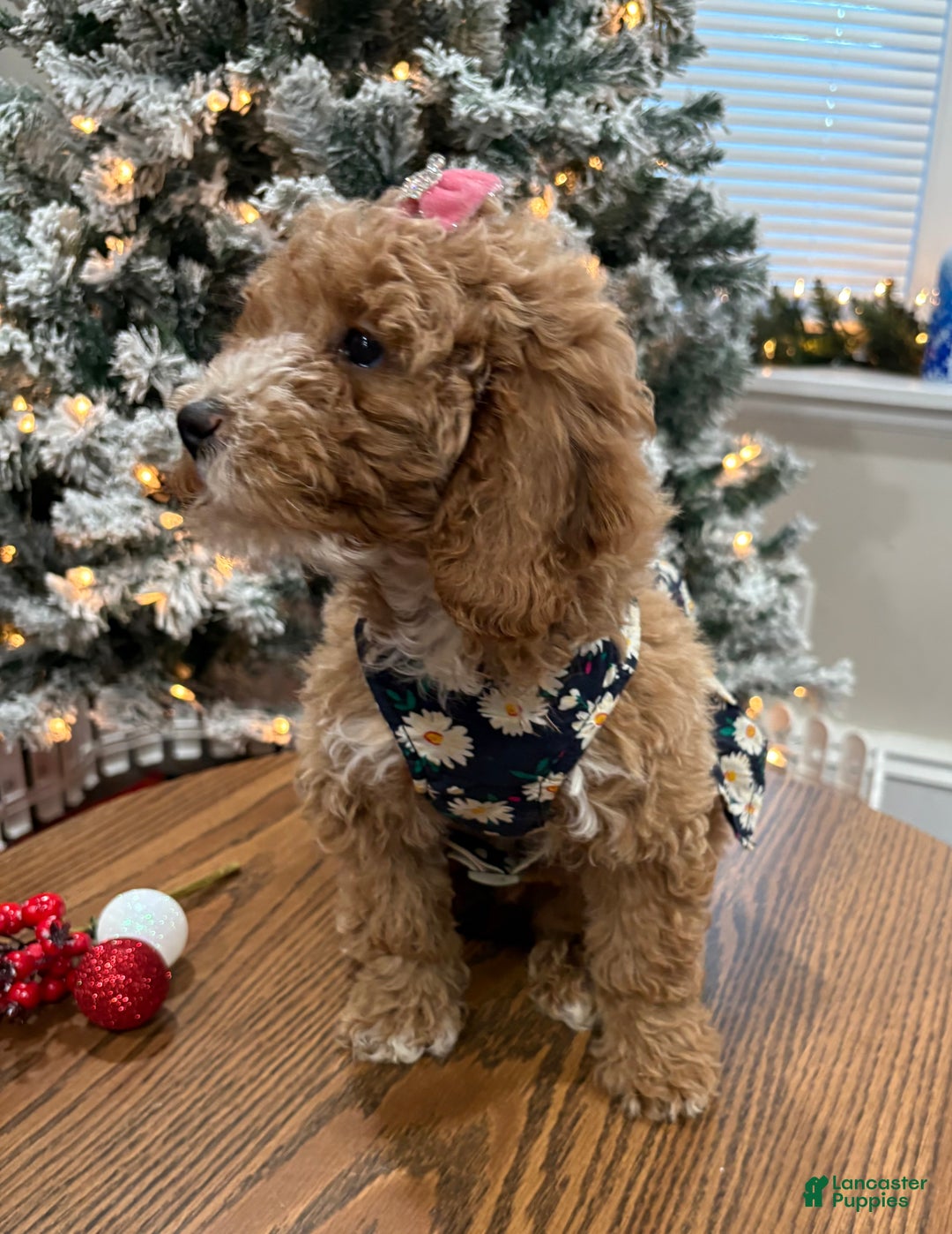 Miniature Poodle dogs for sale: Ruby - Ad 2