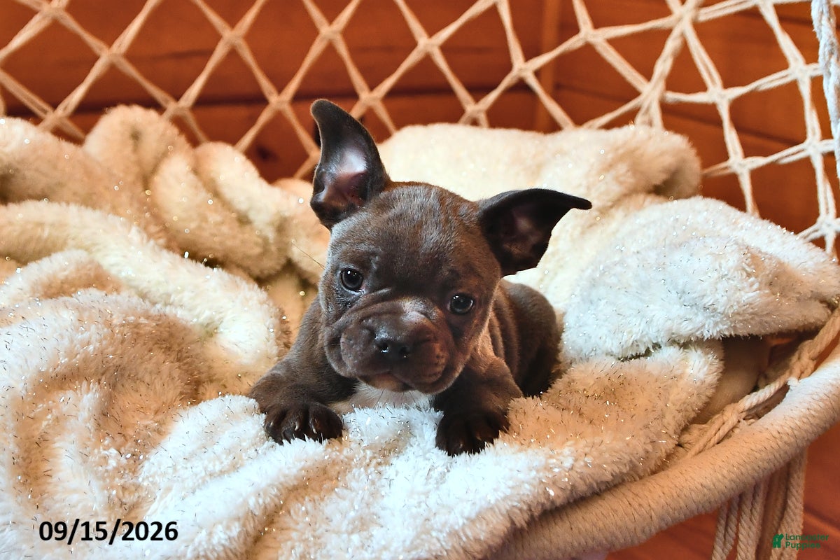 Frenchton dogs Bollie - Ad 2