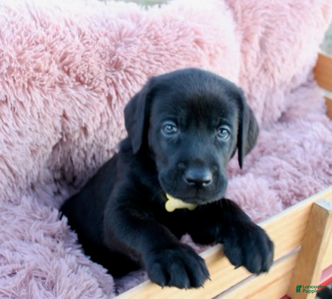 Labrador Retriever dogs for sale: Brown Collar - Ad 9