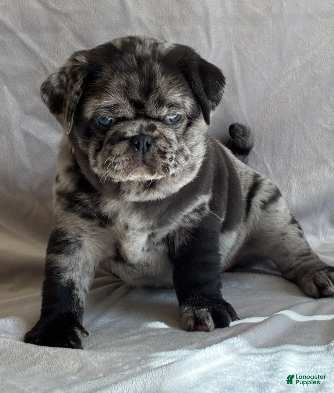 Pug dogs for sale: Tucker - Ad 7