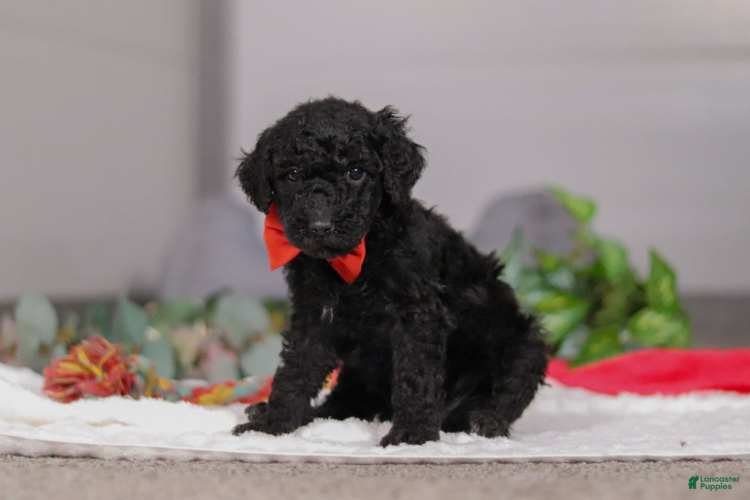 Standard Poodle dogs for sale: Noah - Ad 5