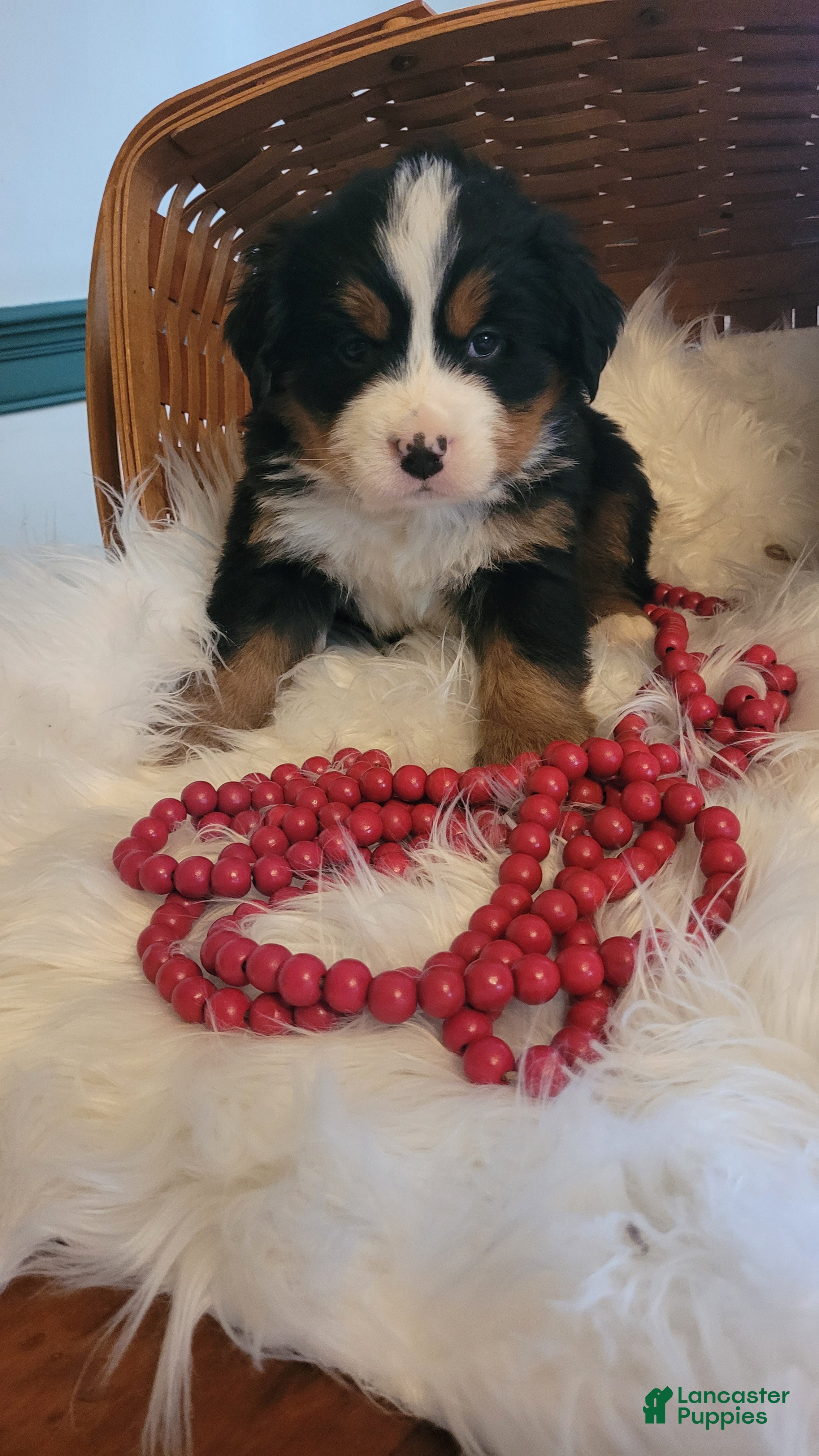 Bernese Mountain Dog dogs Tinsel - Ad 27