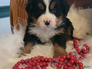 Bernese Mountain Dog dogs Tinsel - Ad 40
