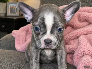 Frenchton dogs Tiffany - Ad 1