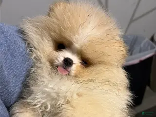 Pomeranian dogs for sale: Pomeranian Puppy 2 - Ad 2