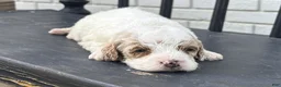 Mini Goldendoodle dogs for sale: Lina - Ad 2