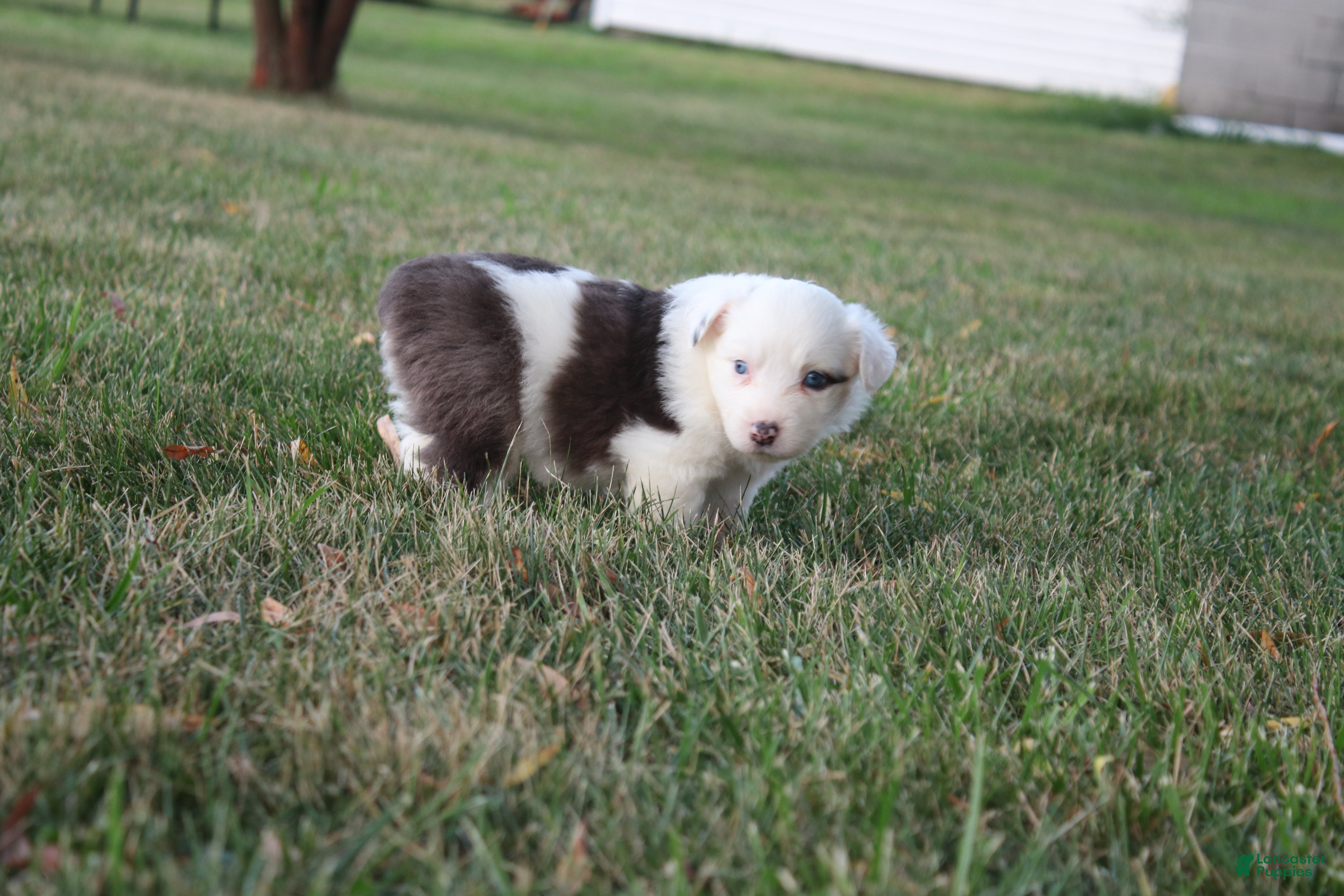Miniature Australian Shepherd dogs Irene - Ad 11