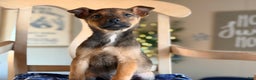 Mixed Breed dogs for sale: Mixed Breed Puppy 2 - Ad 2