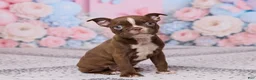 Boston Terrier dogs for sale: Rose - Ad 3
