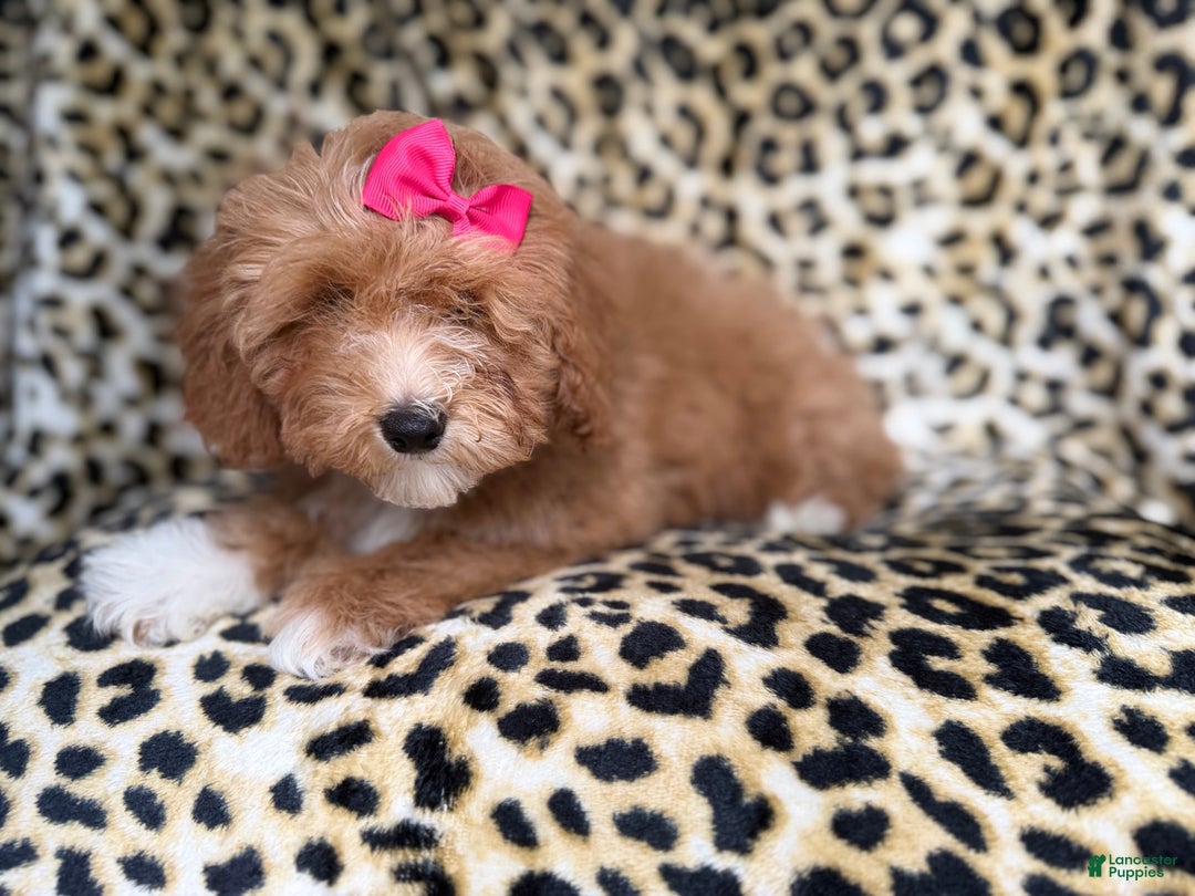 Cockapoo dogs for sale: Bonnie  - Ad 8