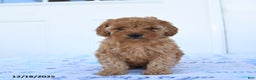 Miniature Poodle dogs for sale: Piper - Ad 4