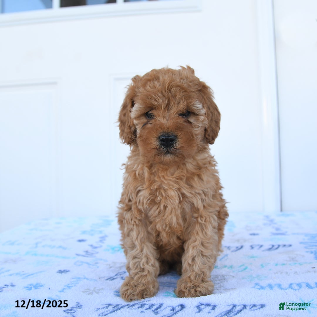 Miniature Poodle dogs for sale: Piper - Ad 4