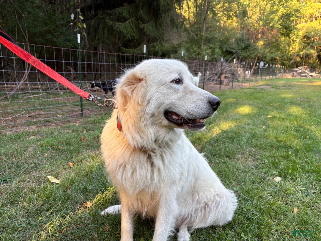 Golden Retriever Maremma Dog Breed Maremma Sheepdog Puppy For Sale