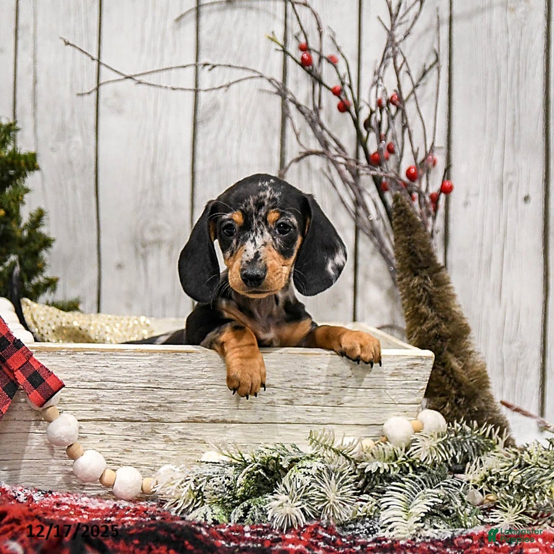 Miniature Dachshund dogs for sale: Winter - Ad 1