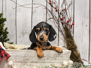 Miniature Dachshund dogs Winter - Ad 42