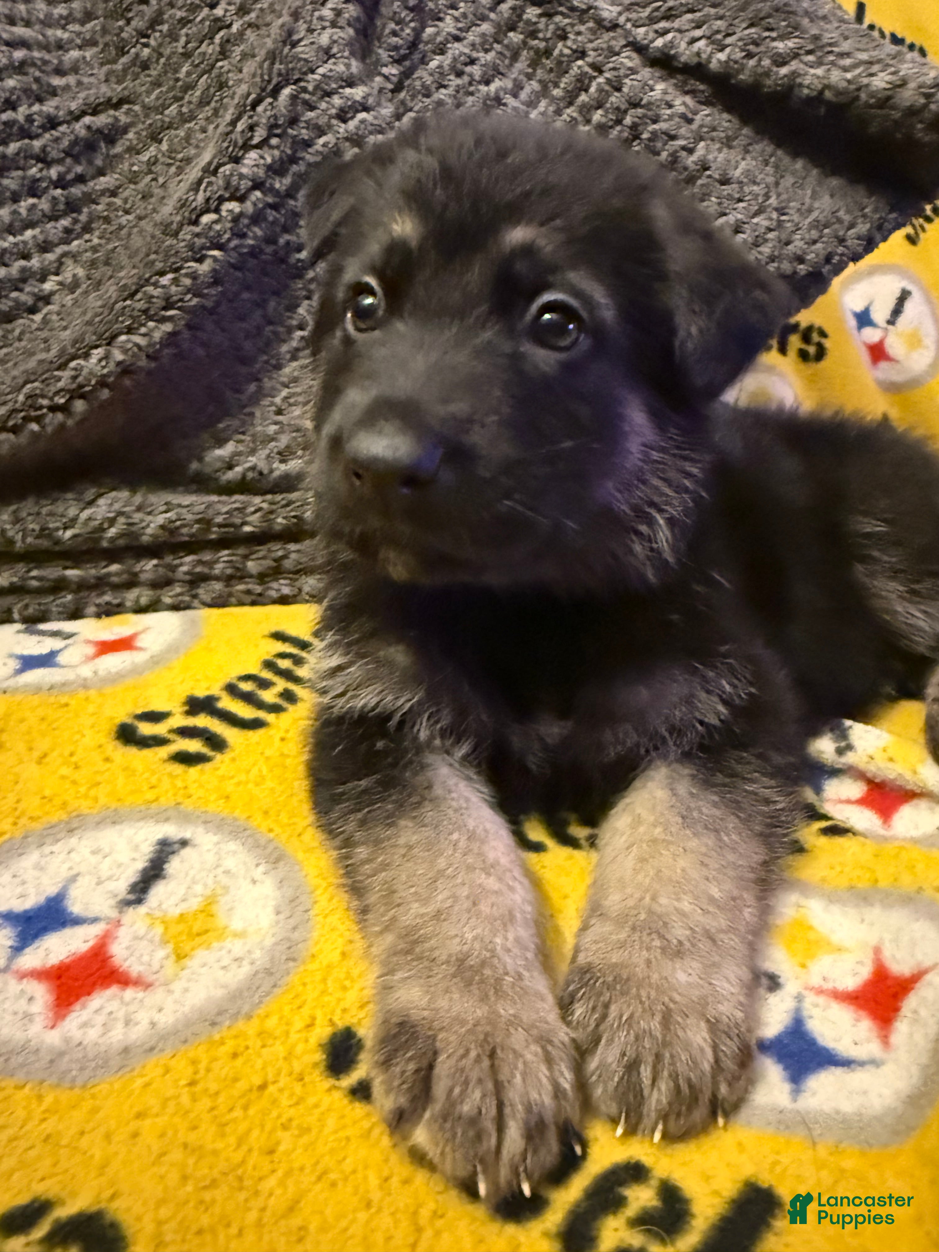 German Shepherd dogs Steve  - Ad 14