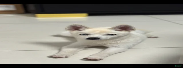 Coca