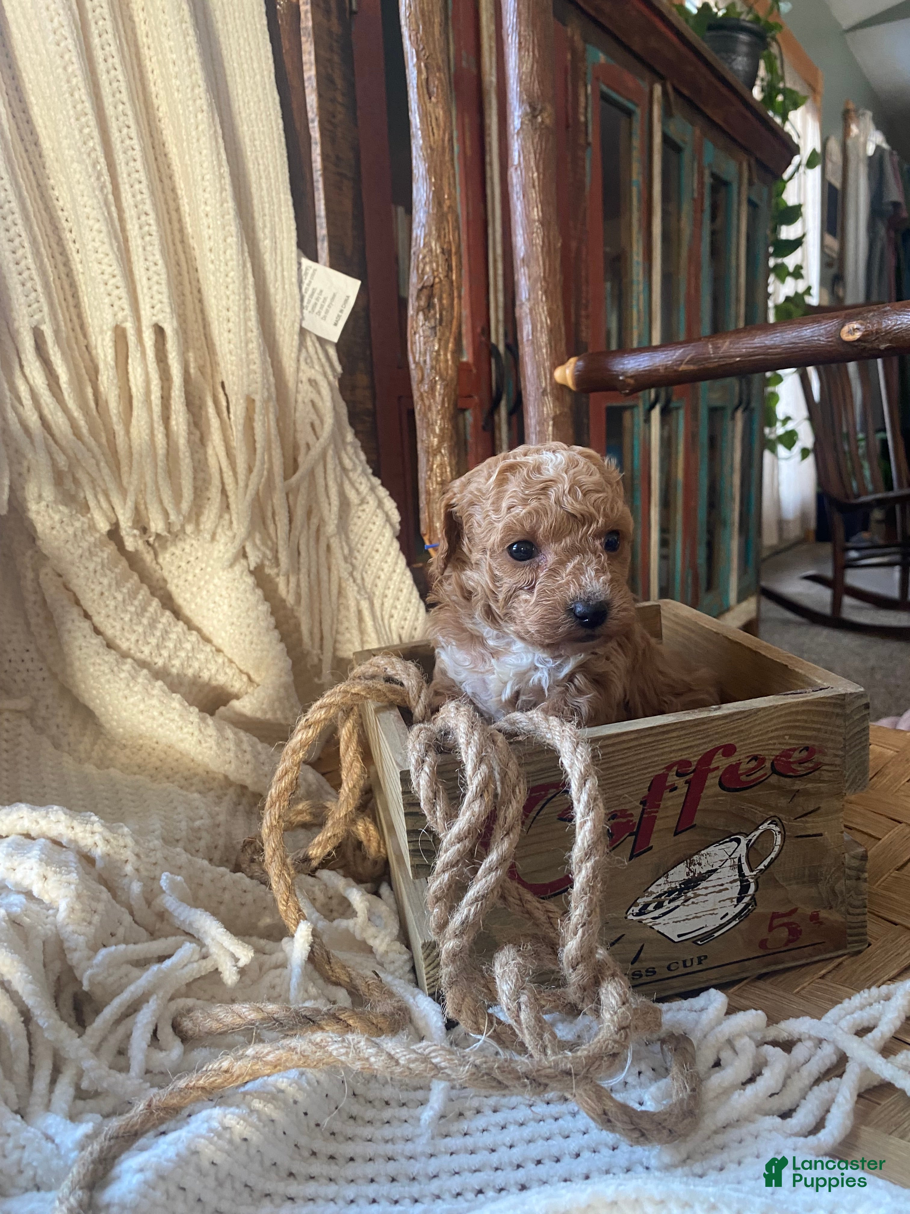 Toy Poodle dogs ♥️SWEET ROWAN♥️ - Ad 2