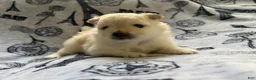 Pomeranian dogs for sale: Lace  - Ad 6
