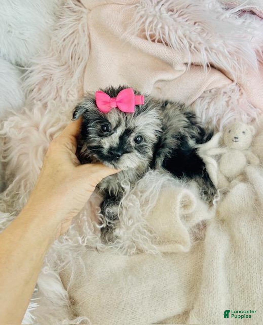 Pomapoo dogs for sale: Pomapoo Puppy 1 - Ad 3