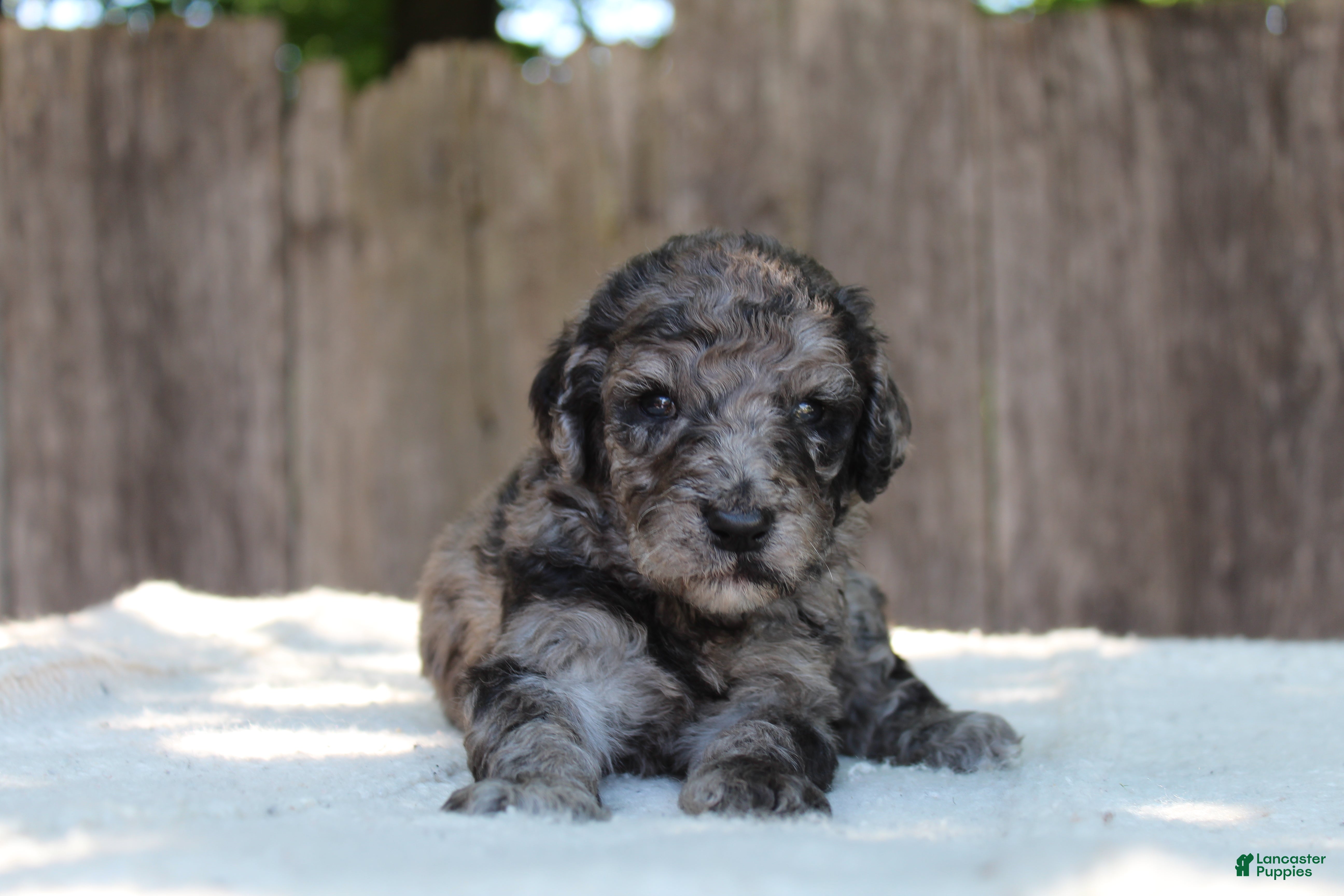 Standard Poodle dogs for sale: Ash AKC Standard Poodle - Ad 2
