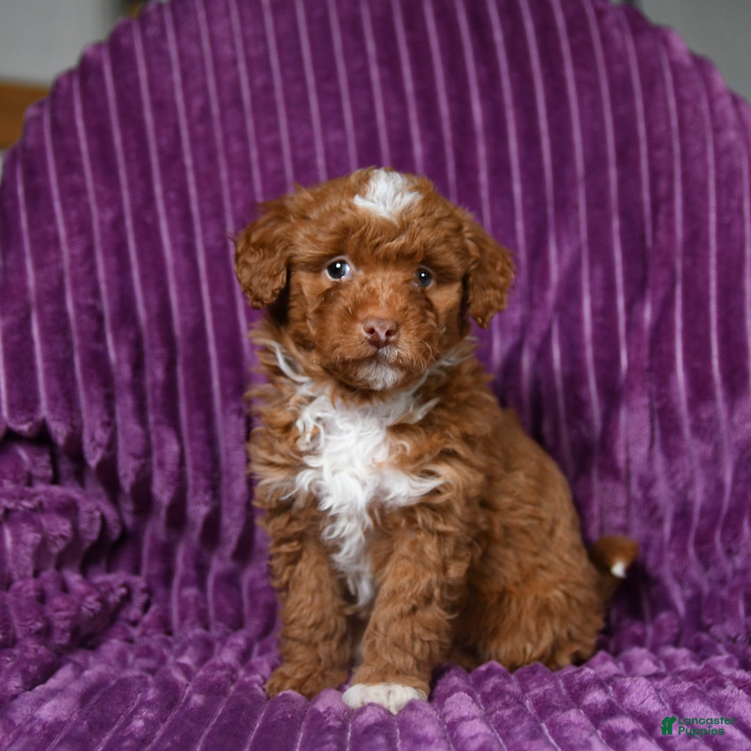 Miniature Poodle dogs for sale: Indie - Ad 2