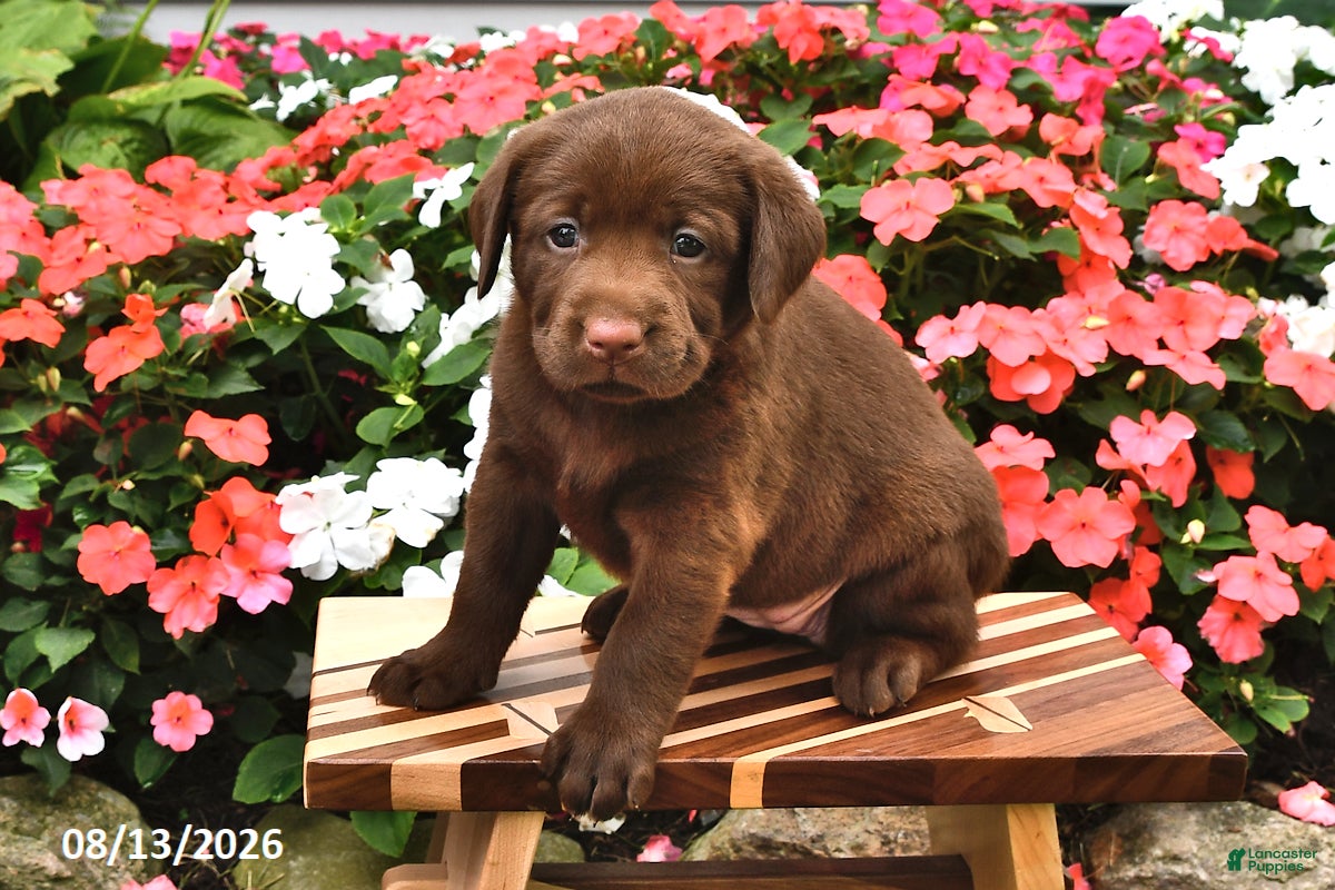 Labrador Retriever dogs Annabelle - Ad 1