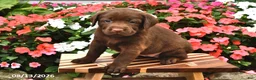 Labrador Retriever dogs for sale: Annabelle - Ad 1