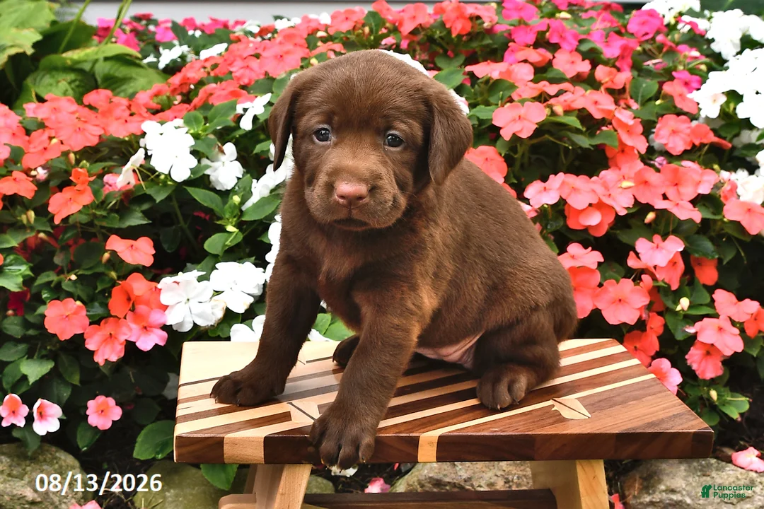 Labrador Retriever dogs for sale: Annabelle - Ad 1