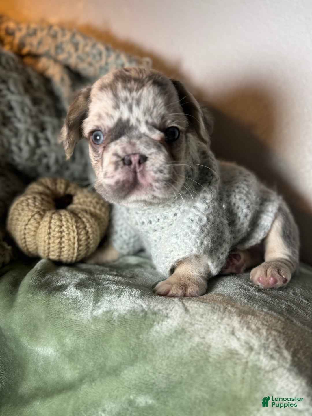 French Bulldog dogs for sale: Lilac tan fluffy french bulldog  - Ad 20