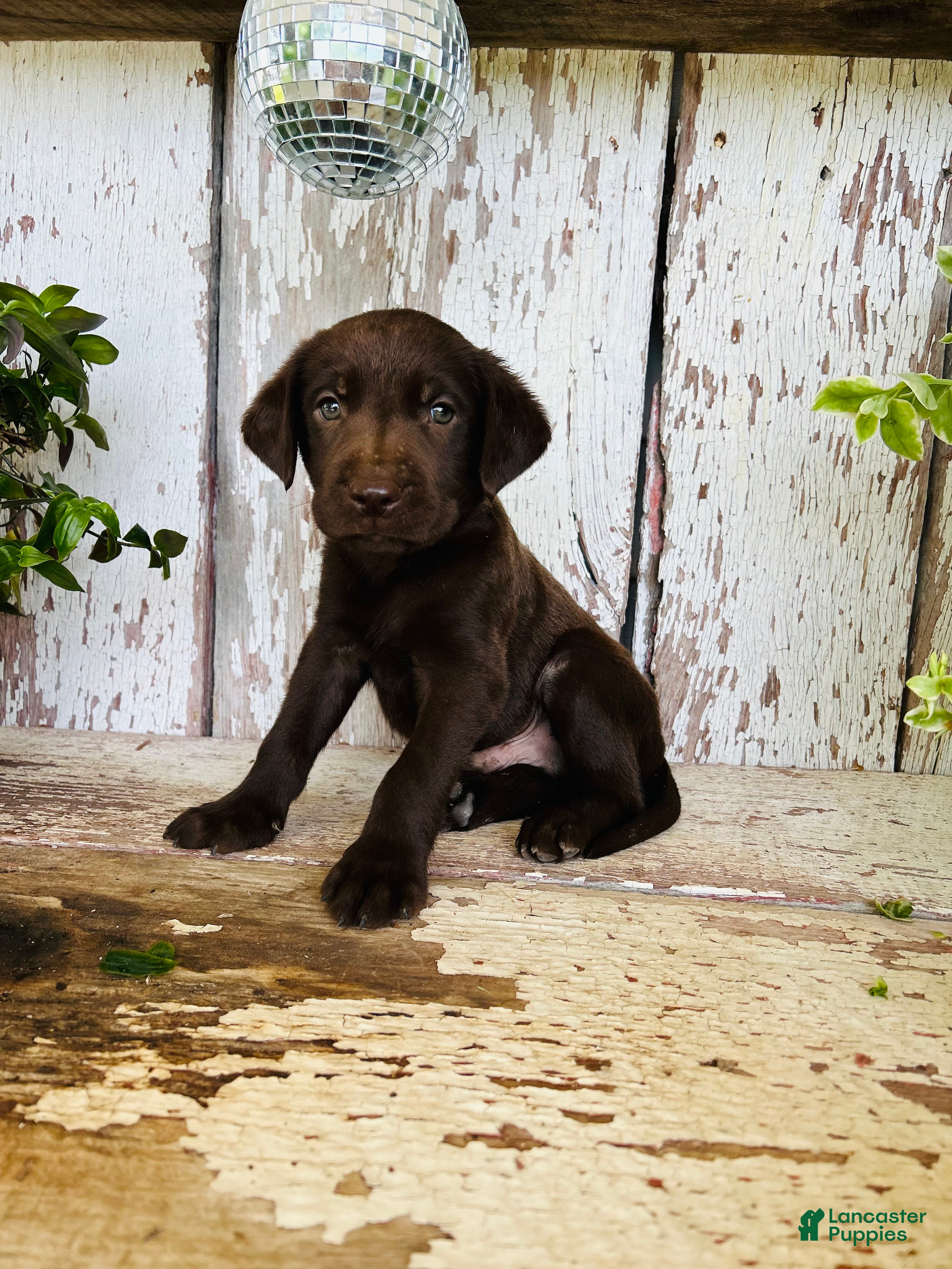 Labrador Retriever dogs Charlie - Ad 1