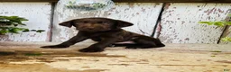 Labrador Retriever dogs for sale: Charlie - Ad 6
