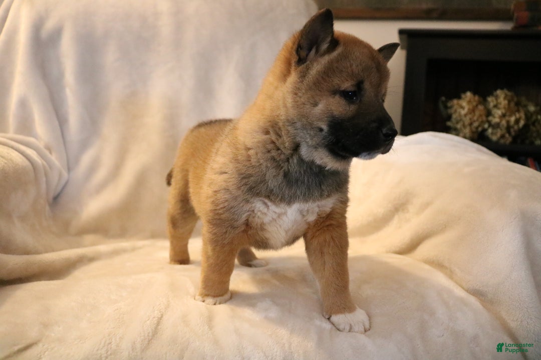 Shiba Inu dogs for sale: Sammy  - Ad 6