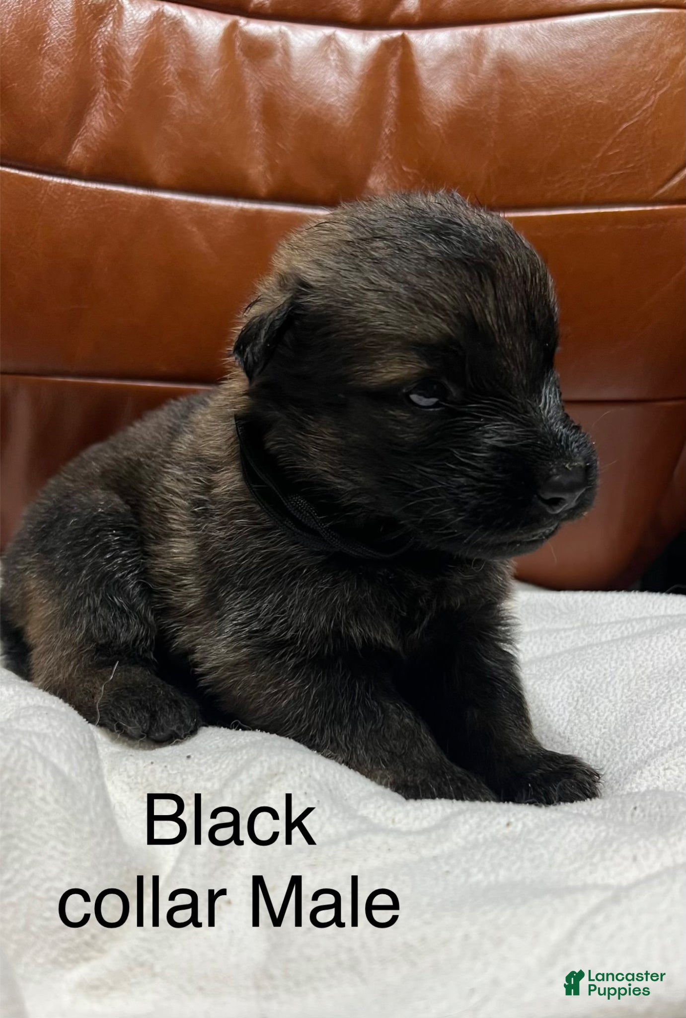 German Shepherd dogs German Shepherd Puppy 5 - Ad 16