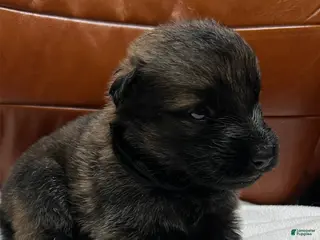 German Shepherd dogs German Shepherd Puppy 5 - Ad 13