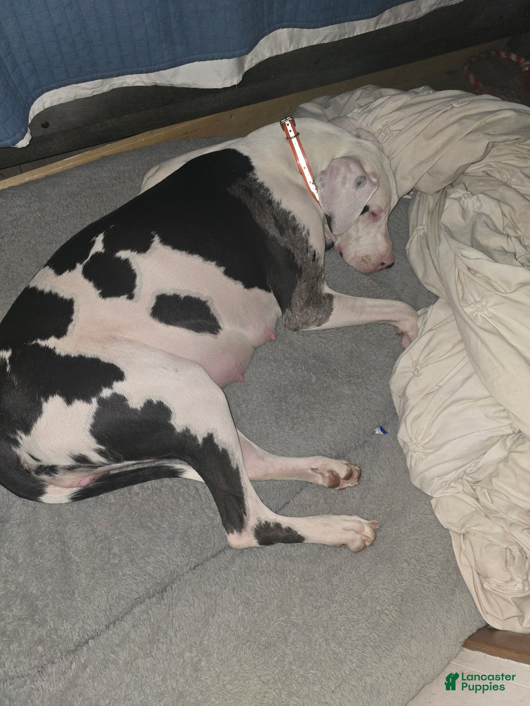 Great Dane dogs for sale: Great Dane Puppy 1 - Ad 2