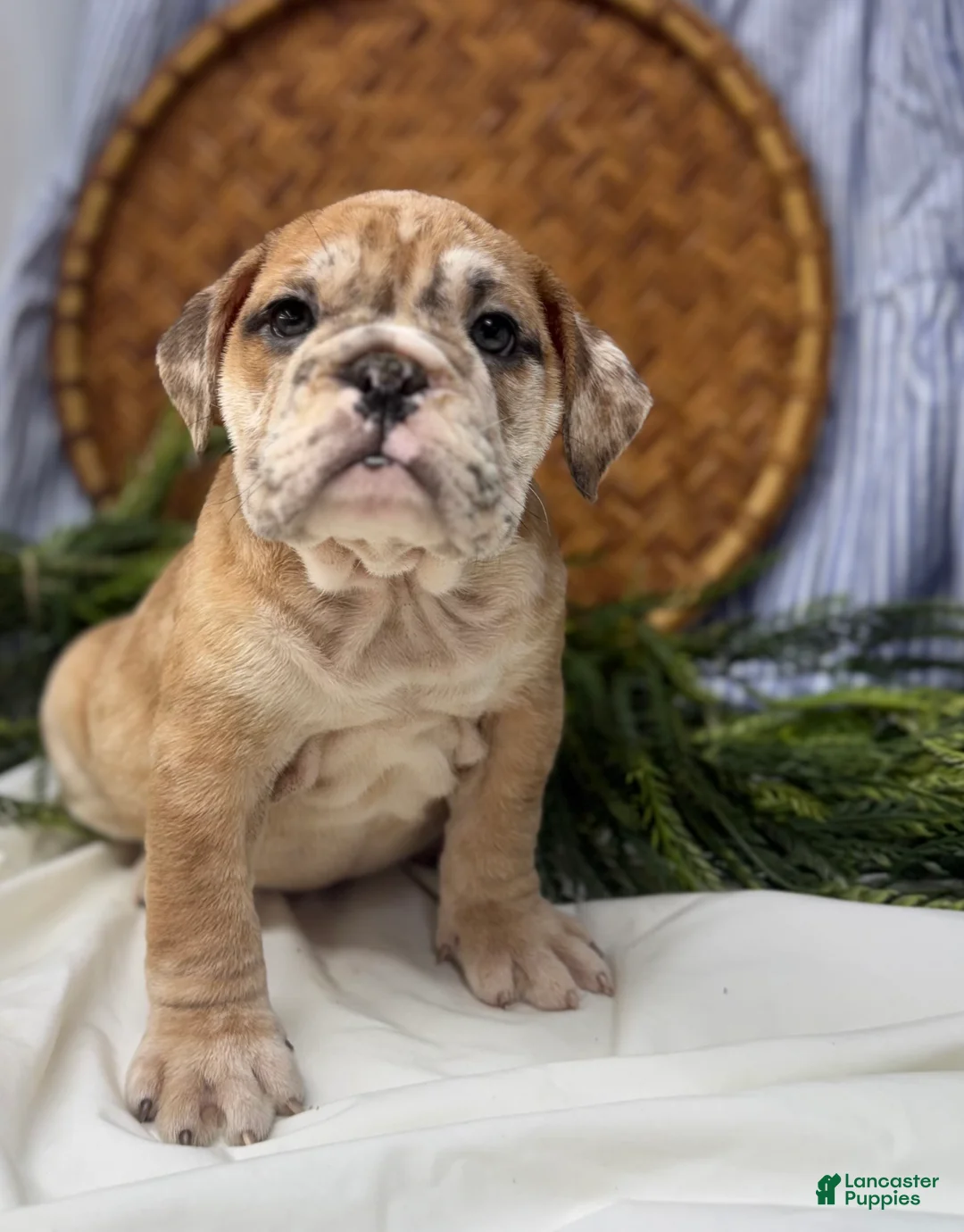 English Bulldog dogs for sale: Skye - Ad 1