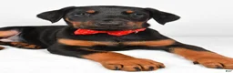 Doberman Pinscher dogs for sale: Lonnie - Ad 3