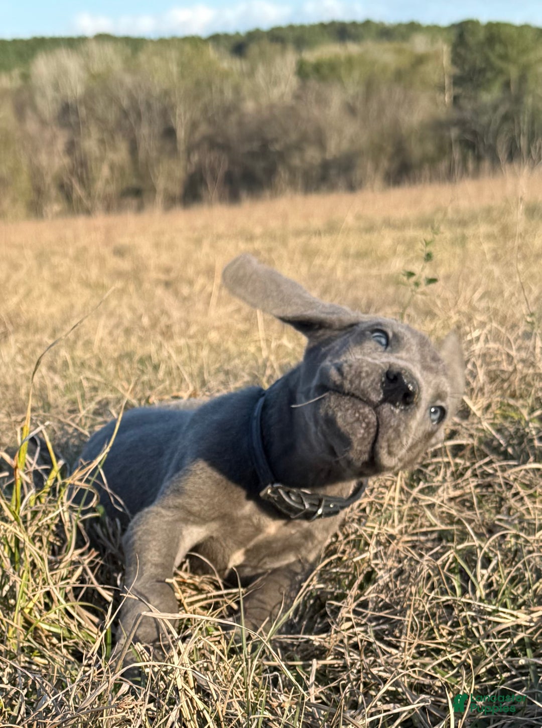 Great Dane dogs for sale: Big & Blue Dakota  - Ad 7