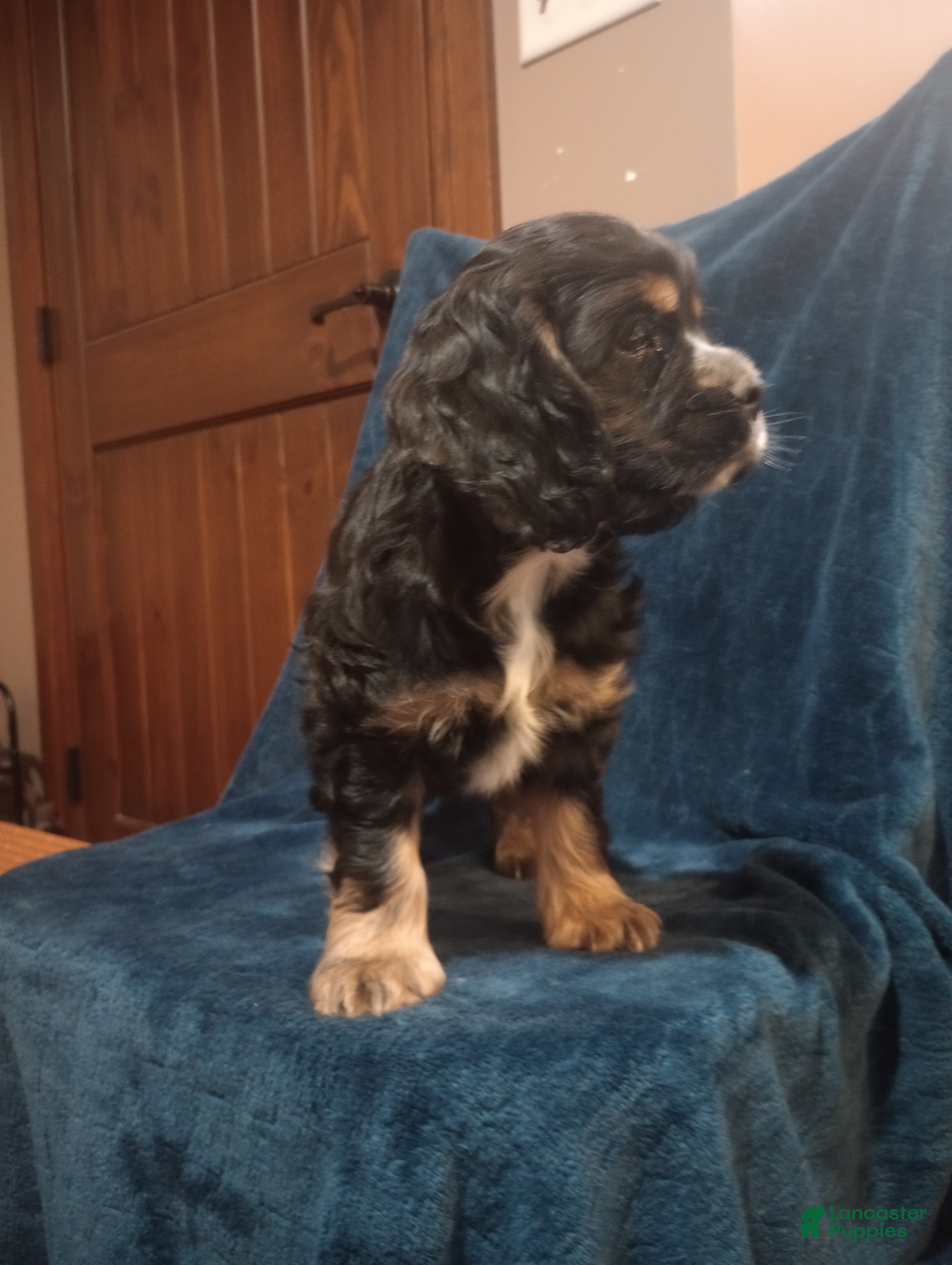 Cocker Spaniel dogs Blu - Ad 2