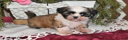 Shih Tzu dogs for sale: Benji - Ad 3