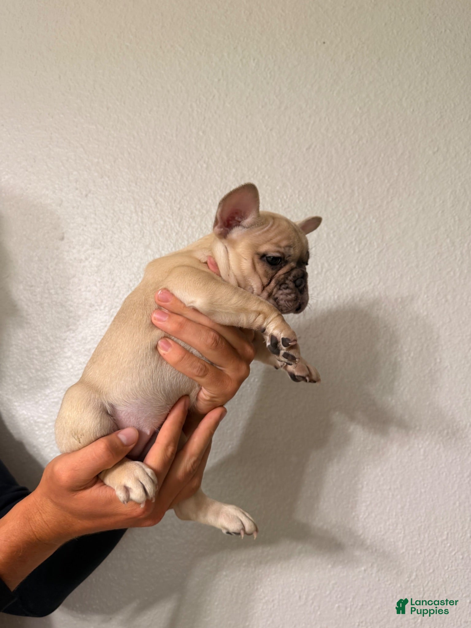 French Bulldog dogs French Bulldog 3 - Ad 2